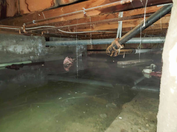 Best Local water damage restoration  in Brookville, OH