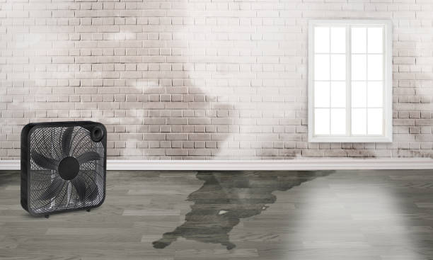 Best Water damage cleanup near me  in Brookville, OH
